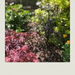 "detail of shrubs in the woodland area of the allotment-style garden"